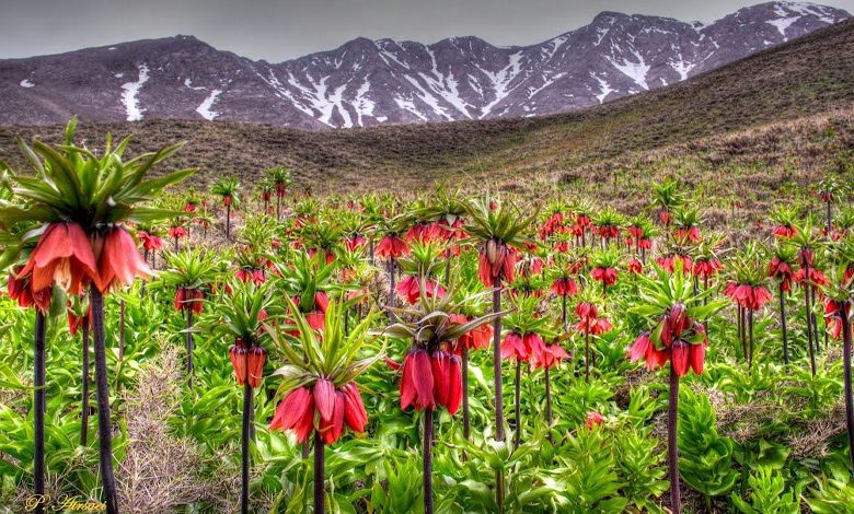 تور یک روزه خوانسار